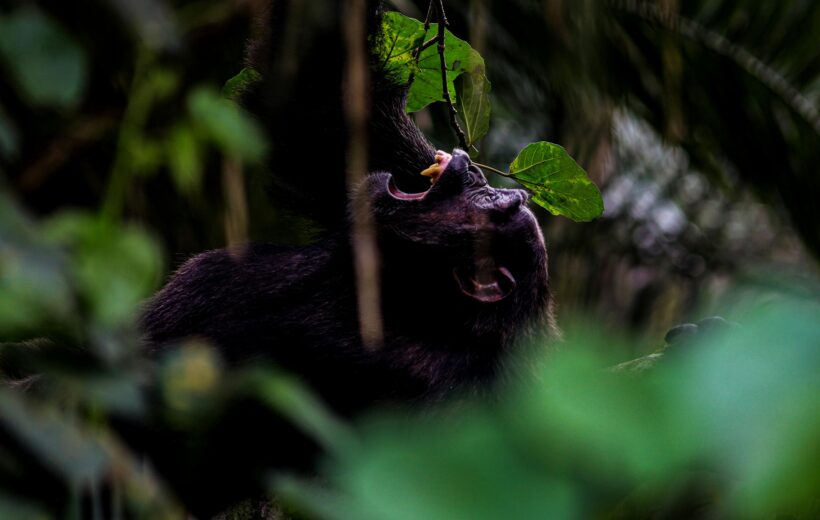 2-Day Gorilla Trekking Adventure in Uganda from Kigali